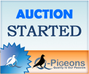Q-Pigeons Auction